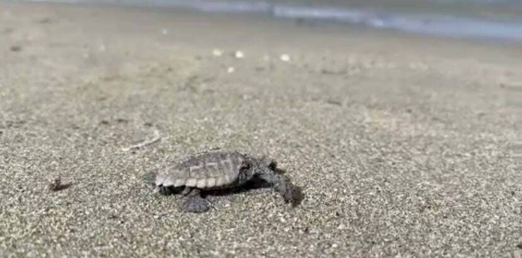 İhbar üzerine deniz kıyısına gittiler: Karşılaştıkları manzara şoke etti! Uzmanlar, o ilçede 9 gün boyunca araştırma yaptı 12